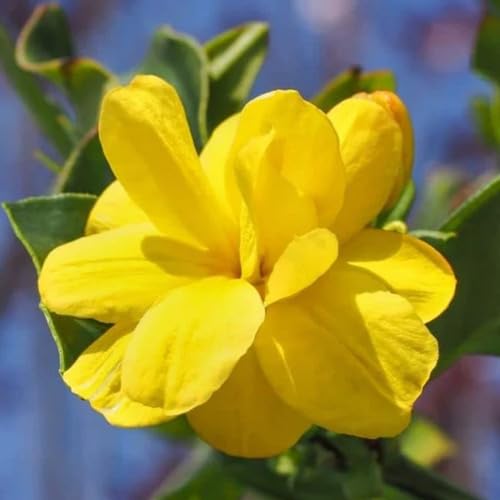 Jasmine Flower Seeds Yellow 90pcs