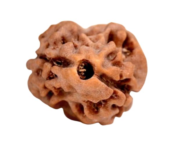 SreeGems 2 Mukhi Nepali Rudraksha Original Certified with Pendant Cap Blessed by Shiv Parvati Ardhanarishwara Pure 2 Face Rudraksha Pendant Real Nepali Rudrakshaa Seeds