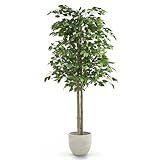 MAIA SHOP Ficus Artificial 150 cm con Tronco Natural, Planta Artificial Realista de Interior, Árbol Decorativo Grande para Hogar, Oficina, Hotel o Eventos