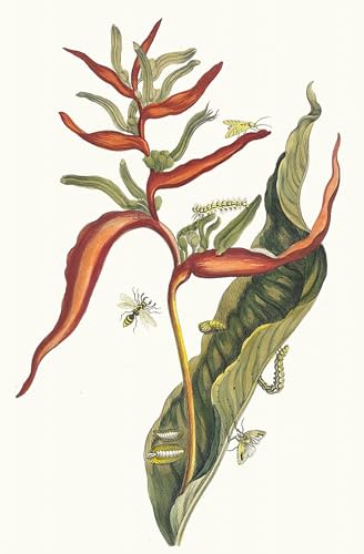 Art Tableau Ballia par Maria Sibylla Merian impression sur toile 60x90cm