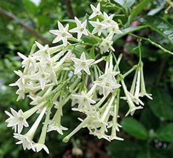 ShopCaart Hasnuhana Flower Plant Raat Ki Rani Night Blooming Jasmine Queen Of The Night Hasnahana Live Flower Plant For Home Garden Original Variety, Pack of 1 (B0CT3T5Z5W) Amazon Price History, Amazon Price Tracker