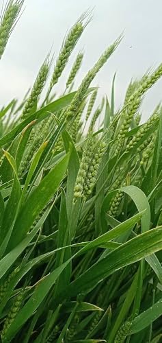 Image of Organic Sonamoti Wheat Grains Seeds (5Kgs) | For Farming, Sowing & Agriculture Use | Produce of India | 100% Natural & Non-GMO | By G7 Grains