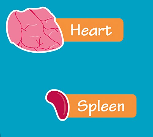 Collins Children's Poster - Human Body