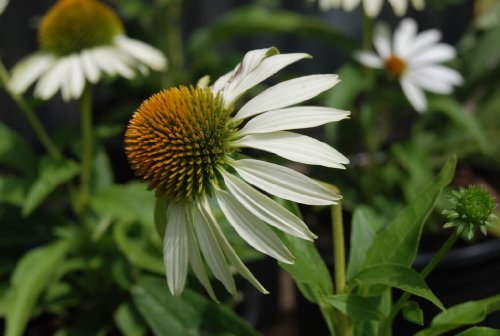 50 White CONEFLOWER Echinacea Purpurea Flower Seeds - Thumbnail 3
