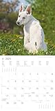Alpha Edition - Welpen 2025 Broschürenkalender, 30x30cm, Wandkalender mit Platz für Notizen und Termine, schöne Motive von süßen Welpen, Monatsübersicht und Ferientermine DE/AT/CH