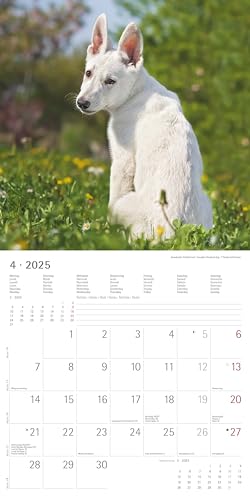 Alpha Edition - Welpen 2025 Broschürenkalender, 30x30cm, Wandkalender mit Platz für Notizen und Termine, schöne Motive von süßen Welpen, Monatsübersicht und Ferientermine DE/AT/CH
