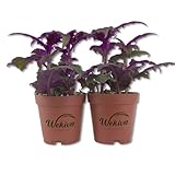 Purple Passion Plant - Royal Velvet Plant - 2 Live Starter Plants in 2 Inch Pots - Gynura Aurantica - Rare Indoor Houseplant