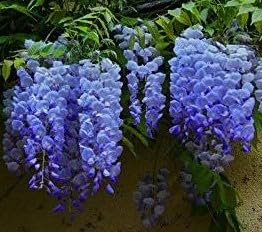 Live, Blue Moon Wisteria 5-8" Potted Plant, Root, Seeds*Bulbs*Plants*&More