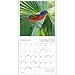 Songbirds of North America 2017 Calendar