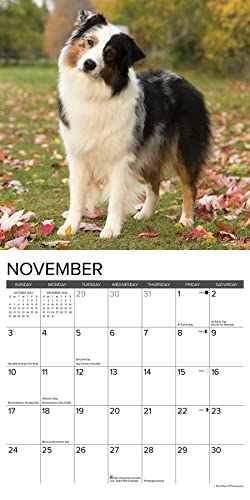 Just Australian Shepherds 2024 12 X 12 Wall Calendar