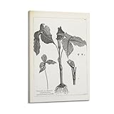 OKNGB Poster, Motiv: brasilianische Flora Dracunculus Serpentaria Triphylla, Poster, dekoratives Gemälde, Leinwand, Wandposter und Kunstdruck, moderne Familienschlafzimmer-Dekoration, Poster, 60 x 90