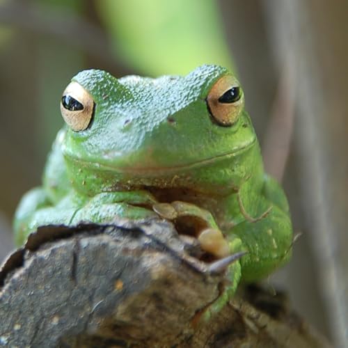 Completion Podcast Por  arte de portada