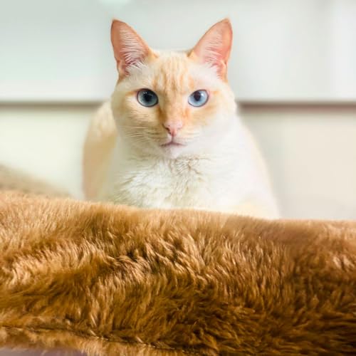 Manta Pelúcia Extra Macia para Cães ou Gatos