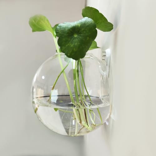 iBauz Kit de terrário para plantador de parede, recipiente de estação de propagação de vidro com glo