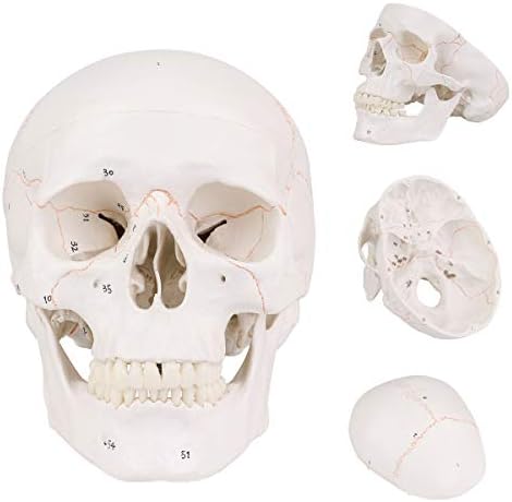 RONTEN Human Skull Model with Newest Laser-Etched Fonts, Life Size Adult Human Anatomy Head Skeleton Model with Removable Skull Cap and Articulated Mandible, Labelled Diagram Poster Includes