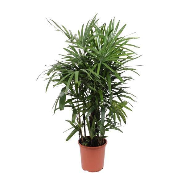 Rhapis excelsa palma kijowa – Lady Palm – Ø 27 cm – wysokość ok. 120 cm – łatwa w pielęgnacji palma pokojowa – oczyszczająca powietrze tropikalna roślina do wnętrz