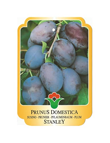 Vannucci Piante - Alberi da frutto, piante vere da frutta, piante giovani, piante da esterno (Susino - Prunus domestica 'Stanley')