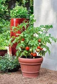 Tomato live plants for home garden (pack of 1)-image-15