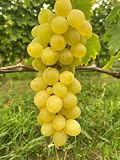 Suzi – gelbe Bio-Tafeltraube mit großen Beeren | aromatisch & robust | pilztolerant | für Garten, Pergola & Saft | EG-ÖKO zertifiziert | getopfte Rebe aus der Rebschule Vitiserve