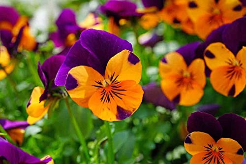 Easy Grow Johnny Jump Up Flower Mix 20+ Seeds - Favourite Wildflower of Childhood-All Season (B077TD7ZSY) Amazon Price History, Amazon Price Tracker