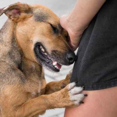 Adopci&oacute;n de mascotas 🐕🐱 No compres mejor adopta cover art