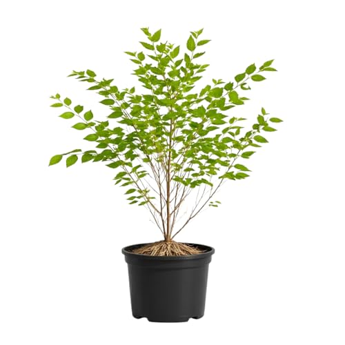 River Birch Tree Live Plant, Multi Stem Clump Tree in Quart Pot, Low Maintenance, Fast Growing Betula Nigra, Hardy Landscape Trees for Yard and Garden