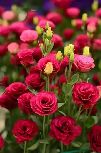 LanQx Eustoma Grandiflorum Seeds (500/1000 Pcs) - Rare Double Bloom Cut Flower Seeds, Non-GMO & Drought-Tolerant - Heirloom Lisianthus for Wedding Bouquets & Sustainable Gardens (Red,500)