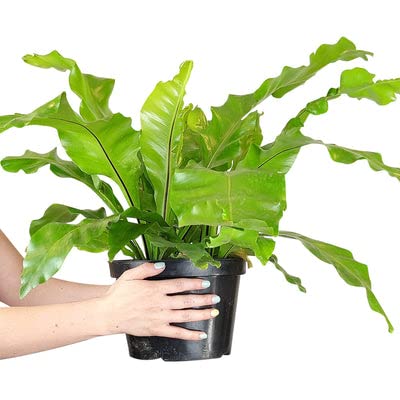 Amazon.com : Bird's Nest Fern (4" Grower Pot) - Easy to Grow, Easy to Care  Houseplant - Live Healthy Houseplant for Home Office Decoration - Medium to  Bright Light Houseplant - Air-Purifying