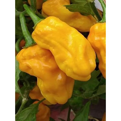 Scotch Bonnet Trinidad Orange,10 Seeds,Capsicum chinense (360) Cover