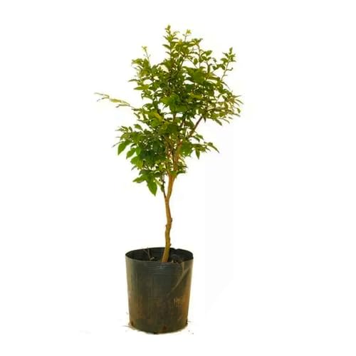 Genérico, Muda de Jabuticaba Olho de Boi 20 a 40cm AMK - Plantas Online