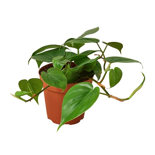 House Plant Shop | Philodendron 'Cordatum' - 4" Pot |