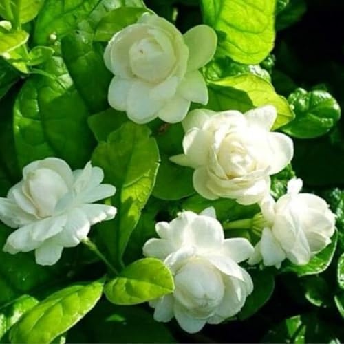 Image of Live Mogra Plant Rare Arabian Jasmine | Multi Petals Mogra Flowering Plant with Pot | Indoor Outdoor Fragrant White Flower Plant for Home Garden Balcony