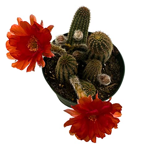 Peanut Cactus, Echinopsis Chamaecereus, Beautiful Healthy Well Rooted Starter Plant In 4 Inch Pot #TOP1