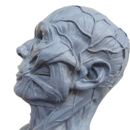 BONEW Human Model Craft Anatomy Skull Head Muscle Bone Medical Artist Drawing Study Model (White)