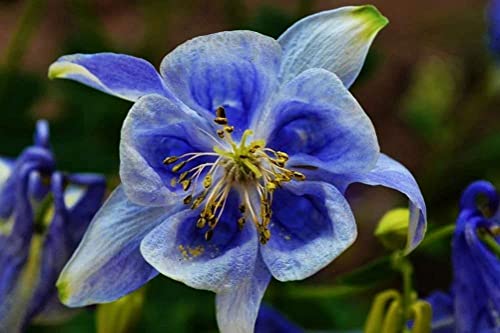 Columbine Flower Seed Plant Mix - 100 Seeds #TOP1