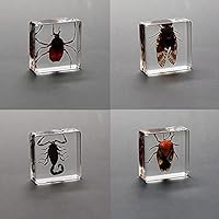 クマムシ標本セット Amazon | 本物の昆虫樹脂標本、絶妙な動物標本ギフトセット