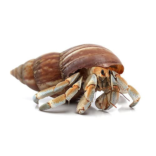 ヤドカリさま専用 Amazon | （オカヤドカリ）オカヤドカリ L～LLサイズMix