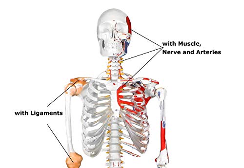 Image of B10215-DC Medical Grade, Full Size Skeleton W Hand Painted Muscles & Ligaments | Thick Zip Dust Cover | Skeleton Wired for Natural Movement | Mounted on Roller Stand W Manual