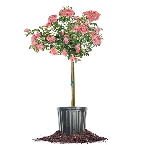 Perfect Plants Peach Drift Rose Tree 5 Gallon Growers Pot | Soft Creamsicle Blooms with Evergreen Foliage for Year Round Interest