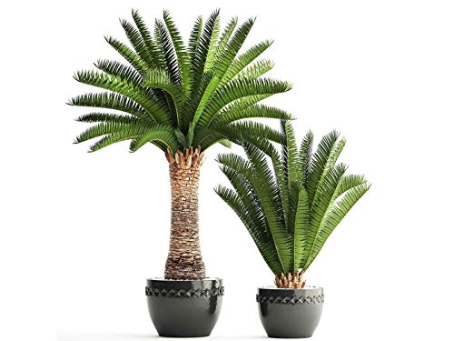 GREEN WORLD Phoenix Canariensis Palm Ornamental Tree Seeds (20 Seeds)