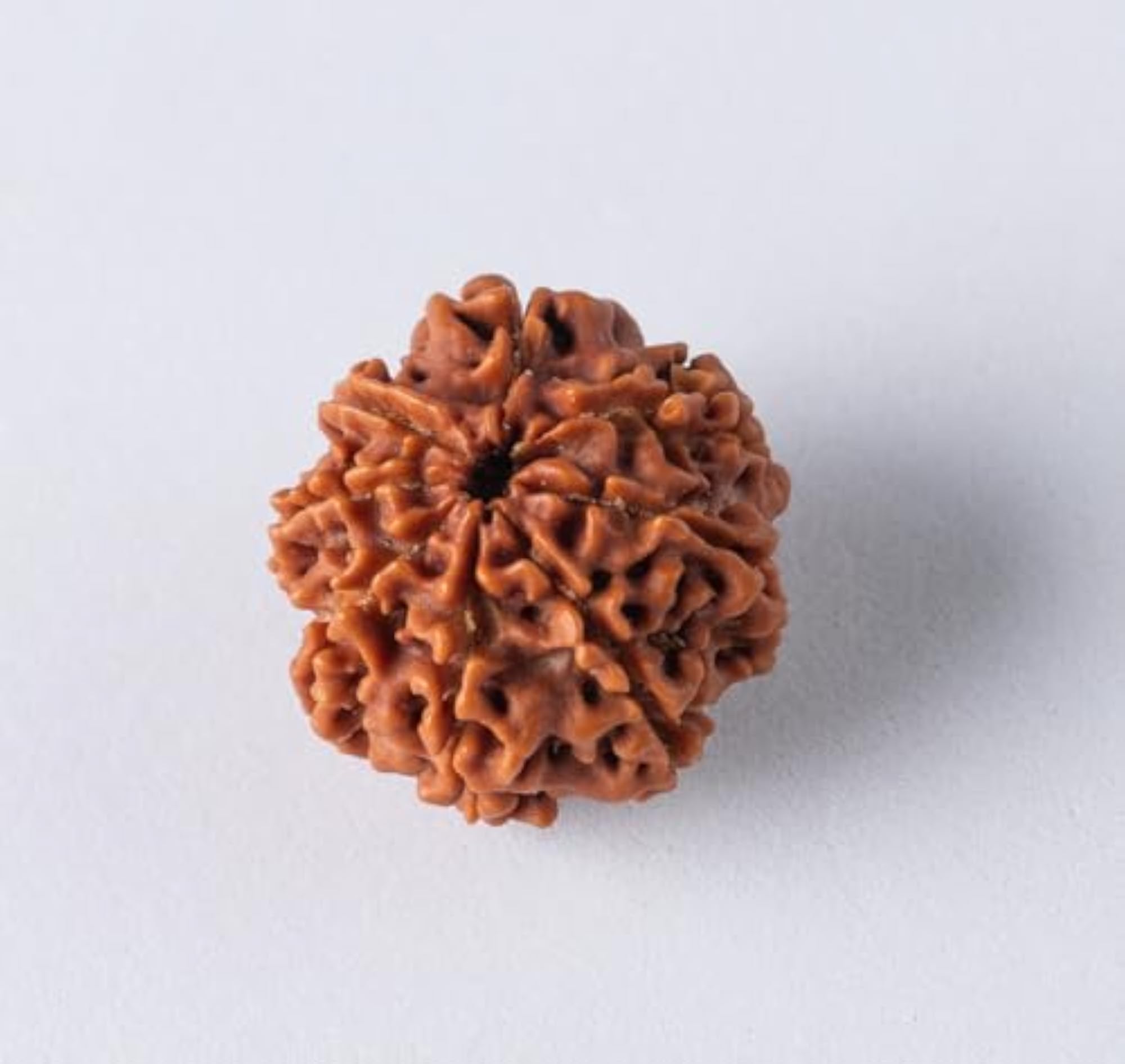 7 Mukhi Original Certified Nepali Rudraksha Pendant, Unisex