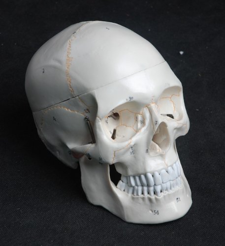 Cranstein A-211 Anatomical Skull Model 3-Piece Numbering #TOP1