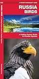 Russia Birds (Nature Observation International)