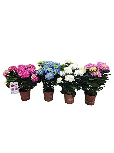 Hortensia Hydrangea 1 Unidad de Planta Natural Flores Colores Diferentes para Terraza y Jardín