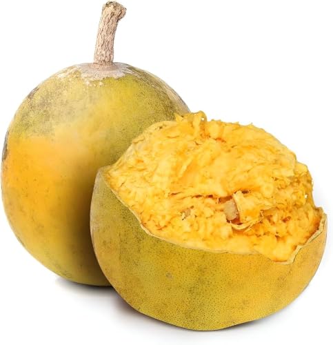 Image of Gutikolom Bael Plant | Bel Patra Live Fruit Plant | Healthy Plant for Home Garden, Terrace & Outdoor Gardening | Pack of 1