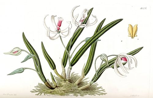 Peinture pour la décoration de la chambre à coucher moderne Leptotes Bicolor