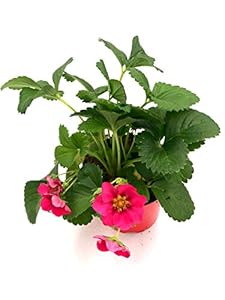 Florapartner Erdbeerpflanze 'Toscana' 4stk.