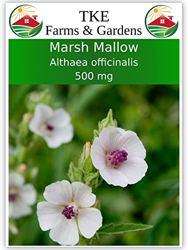 Tke Farms - Marshmallow Seeds For Planting, 500 Mg ~ 250 Seeds, Althaea Officinalis #TOP23