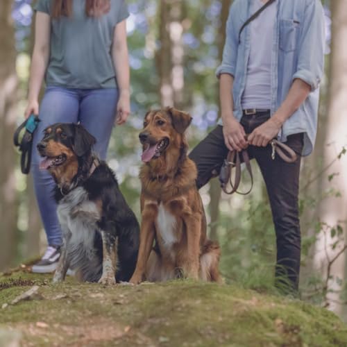 TRIXIE Schleppleine S–M, 10 m ø 5 mm in schwarz - Lange Hundeleine für Training und Outdoor - für kleine bis mittelgroße Hunde - 19761