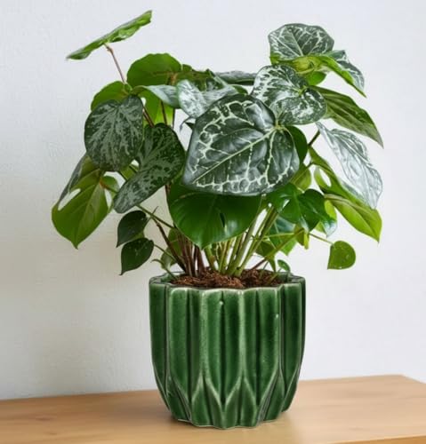 Lasaki Montra Green HT5 Ceramic Pots for Indoor Plants, Planters,gamla,Outdoor,Balcony,Home,Round,Garden, Office Decor,Succulent(H - 10.5 X D - 12.5 cm)(Plants not Included)